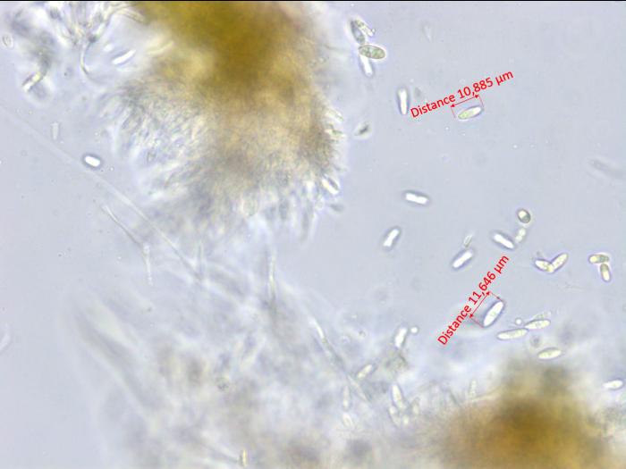 Diaporthe_viticola_1