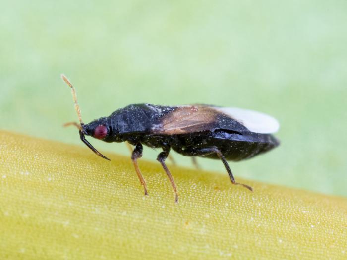 Orius insidiosus