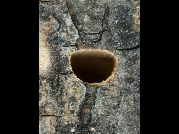 Agrile du frêne (Agrilus planipennis)