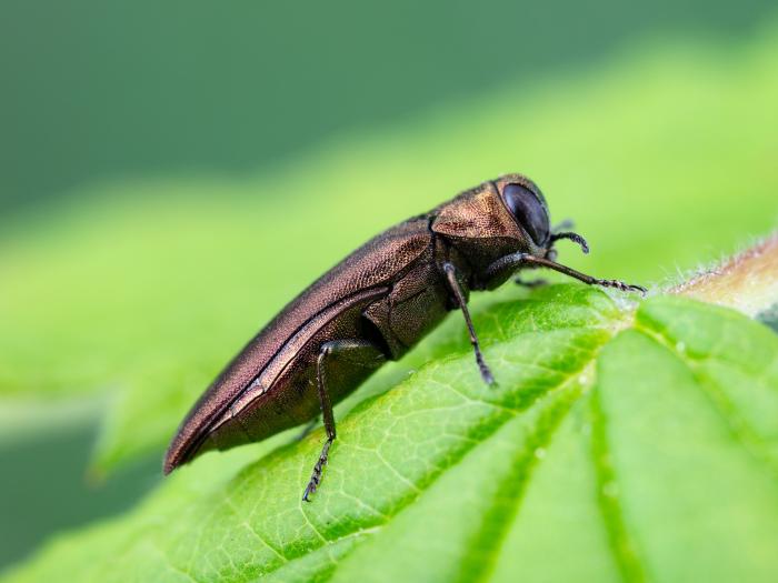Agrile des gadelliers (Agrilus ribesi)