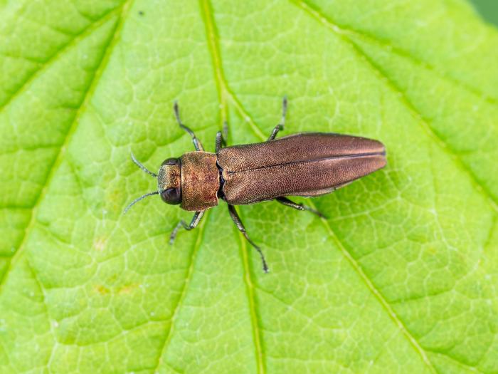 Agrile des gadelliers (Agrilus ribesi)
