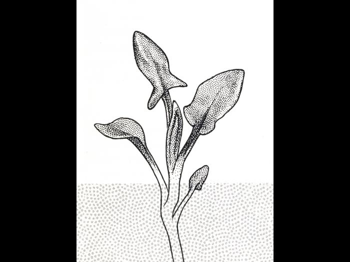 Identification_FeuilleAlterne