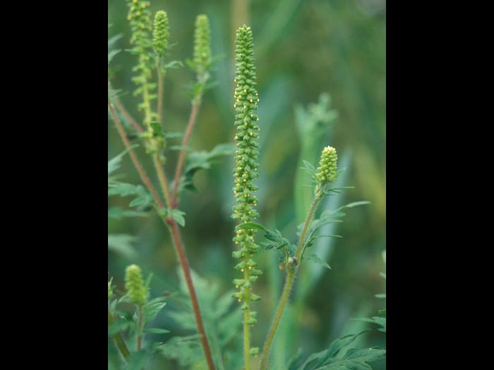 Identification_AMBELÉpi