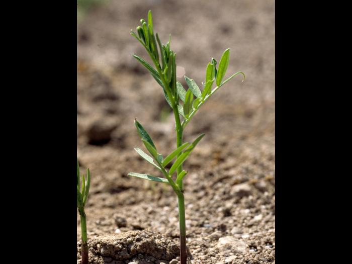 Vesce jargeau(Vicia cracca)_id