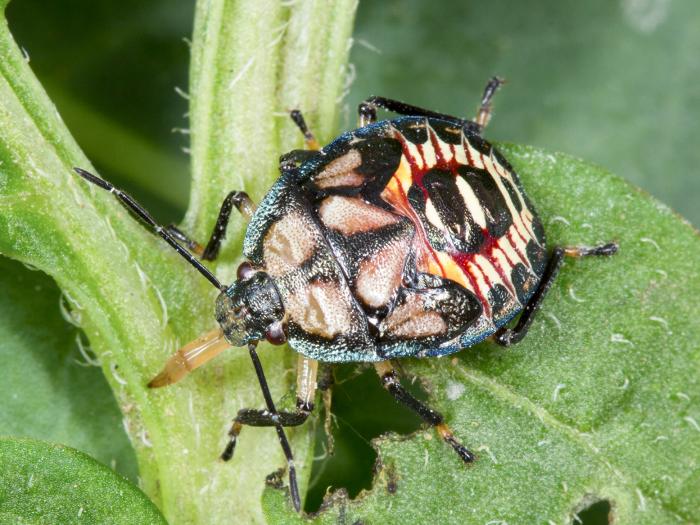 Podisus maculiventris