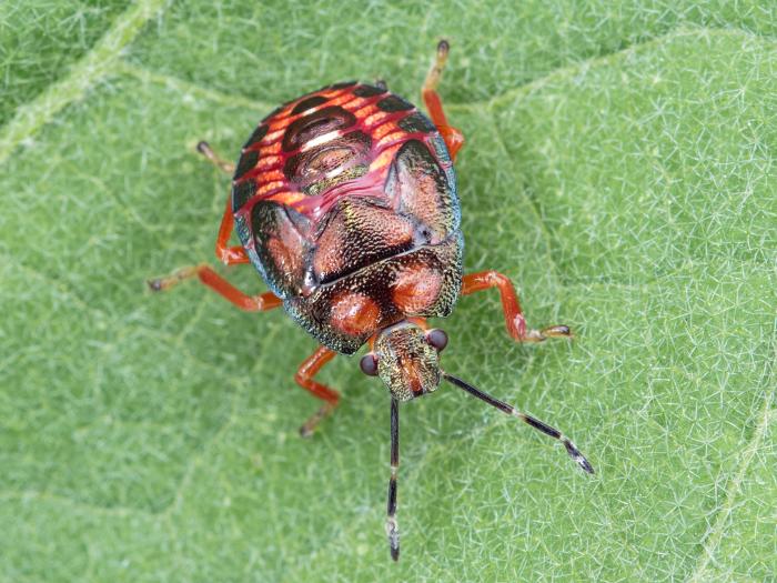Podisus maculiventris