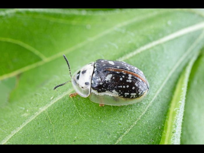 Macrosaccus morrisella