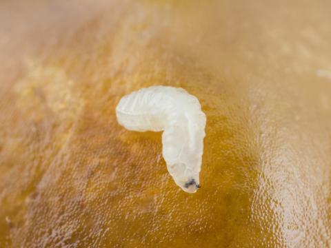 Rhagoletis striatella