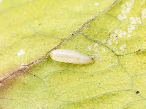 Rhagoletis striatella