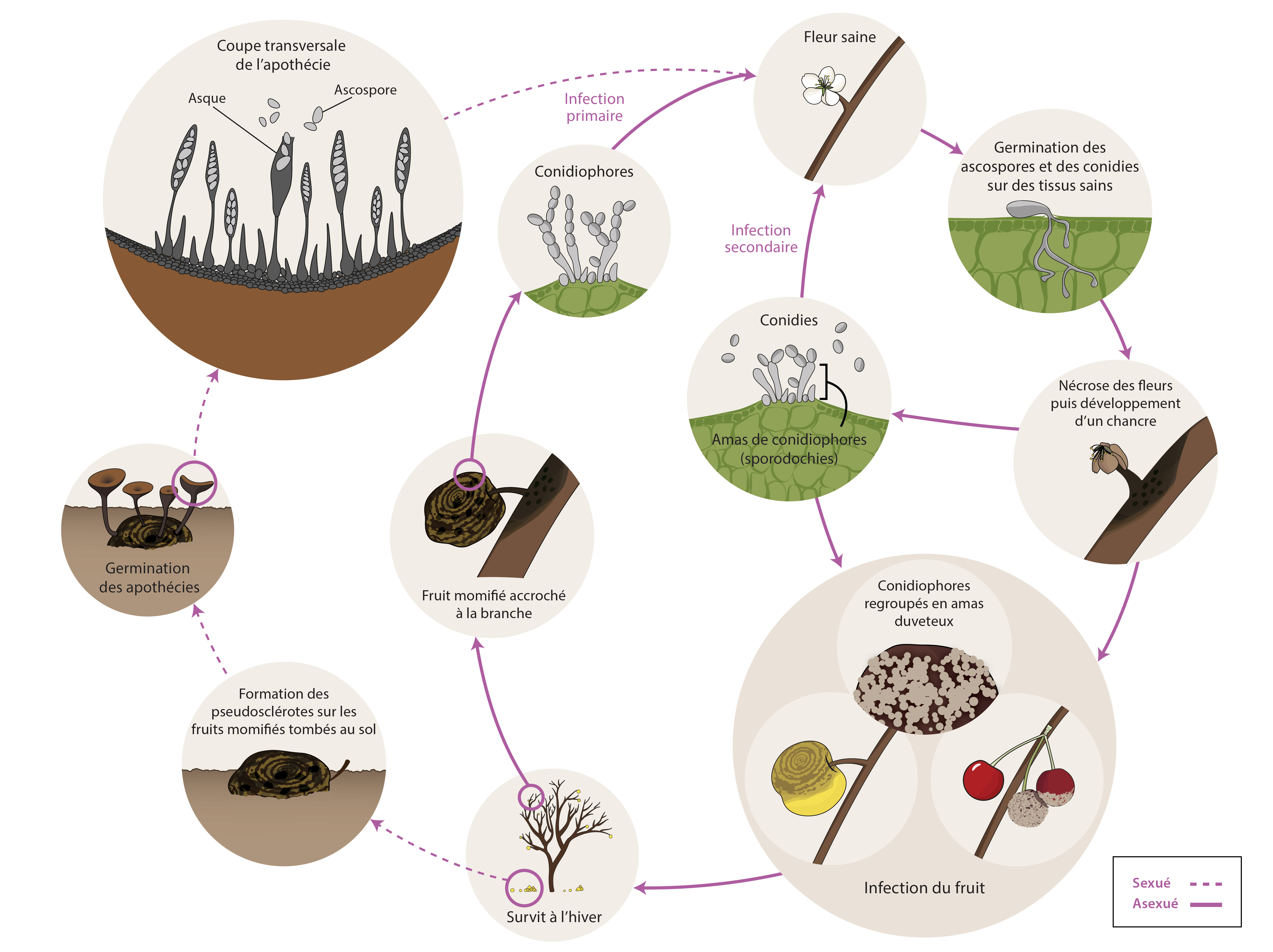 Cycle épidémiologique de Monilinia spp. responsable de la pourriture brune (ou moniliose).