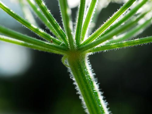 Berce Caucase(Heracleum mantegazzianum)_6