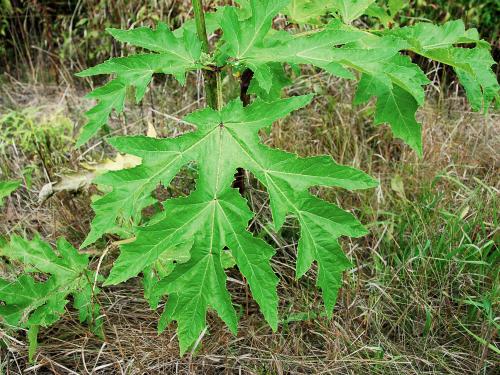 Berce Caucase(Heracleum mantegazzianum)_8