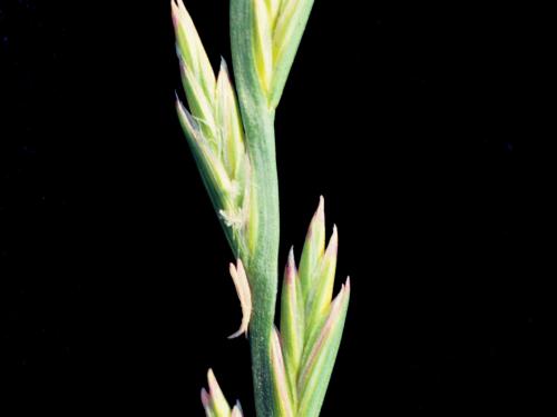 Ivraie vivace (Lolium perenne)_7