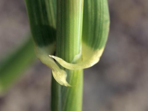 Orge commun (Hordeum vulgare)_1