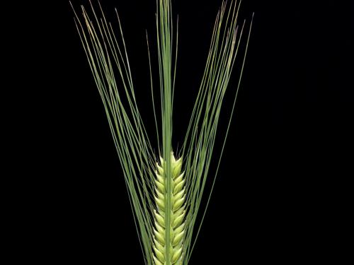 Orge commun (Hordeum vulgare)_2