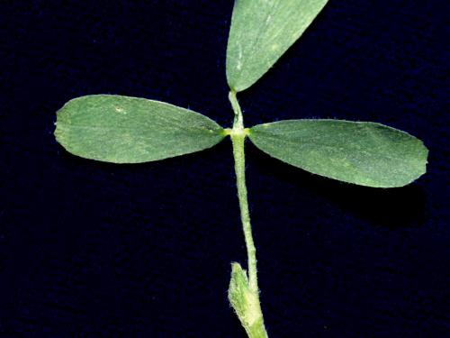 Luzerne cultivé (Medicago sativa)_3