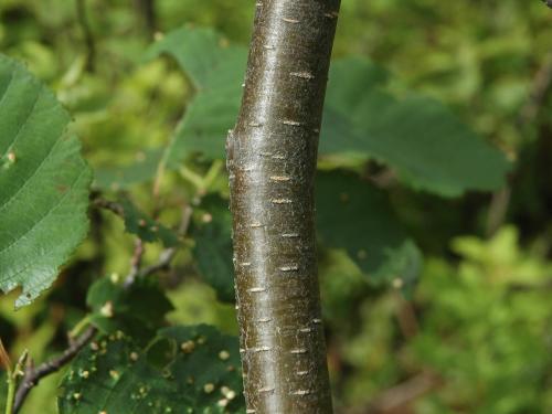 Aulne rugueux(Alnus incana)_2