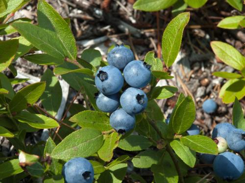 Bleuet feuilles étroites(Vaccinium angustifolium)_3