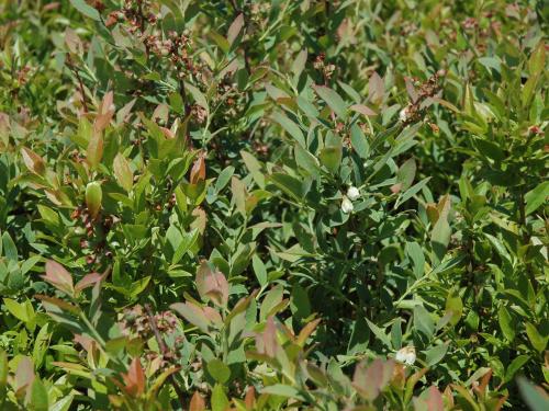 Bleuet feuilles étroites(Vaccinium angustifolium)_6