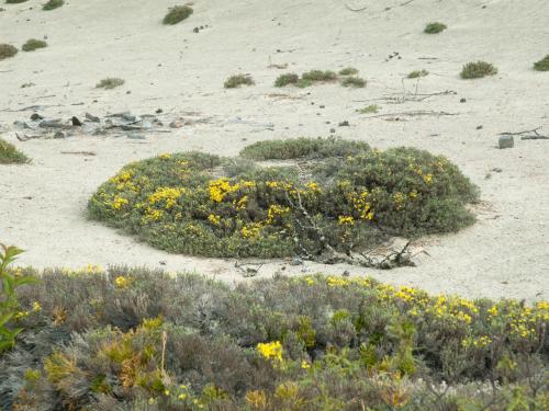 Hudsonie tomenteuse (Hudsonia tomentosa)_2