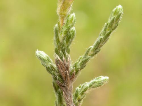 Hudsonie tomenteuse (Hudsonia tomentosa)_5