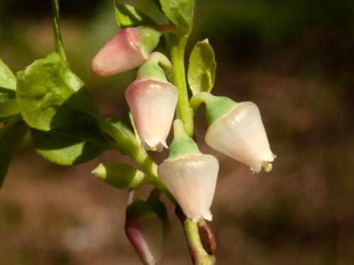 Airelle gazonnante(Vaccinium caespitosum)_2