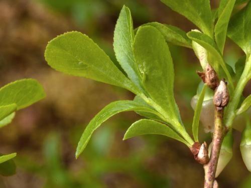 Airelle gazonnante(Vaccinium caespitosum)_3