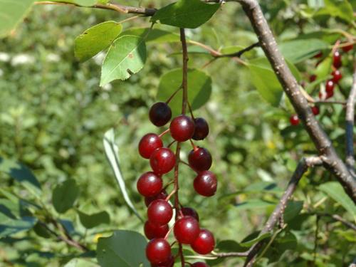 Cerisier Virginie(Prunus virginiana)_2