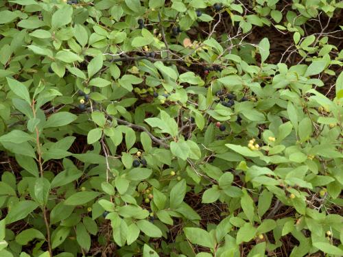 Gaylussaquier fruits bacciformes (Gaylussacia baccata)_1