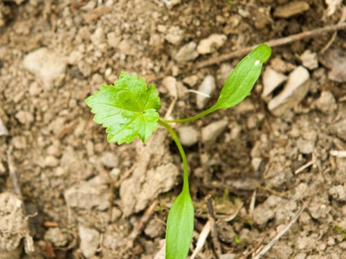 Berce Caucase(Heracleum mantegazzianum)_15