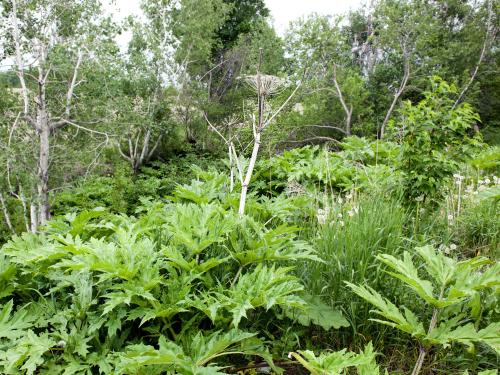 Berce Caucase(Heracleum mantegazzianum)_21