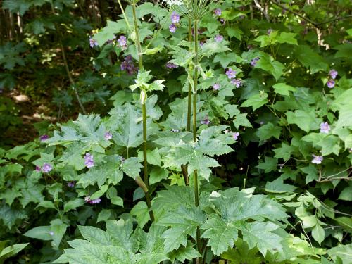 Berce laineuse(Heracleum maximum)_2