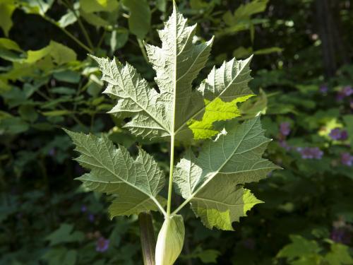 Berce laineuse(Heracleum maximum)_4