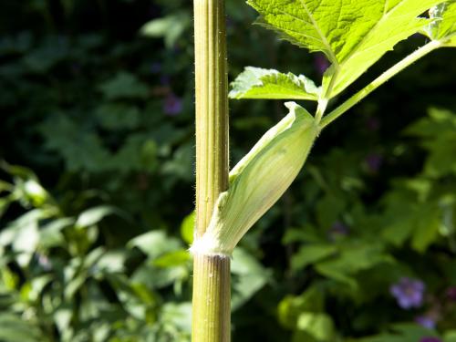 Berce laineuse(Heracleum maximum)_8