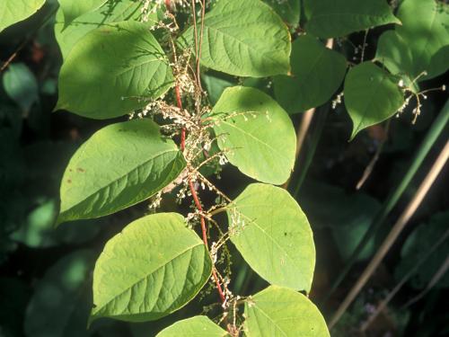 Renouée Japon (Reynoutria japonica)_1