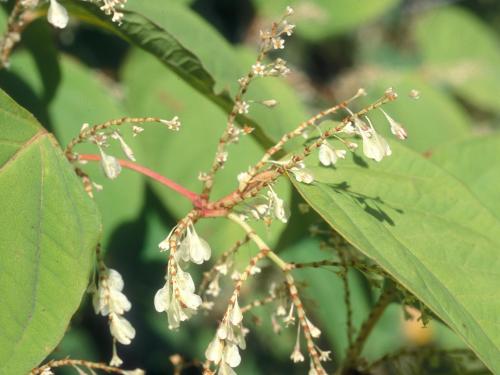 Renouée Japon (Reynoutria japonica)_2