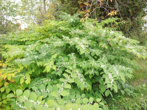 Renouée Japon (Reynoutria japonica)_8