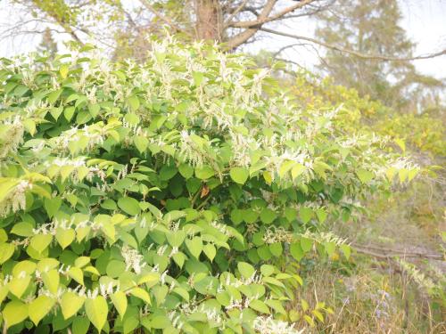 Renouée Japon (Reynoutria japonica)_14