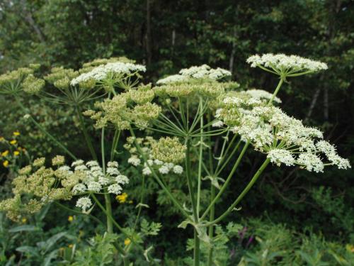 Berce commune(Heracleum sphondylium)_2