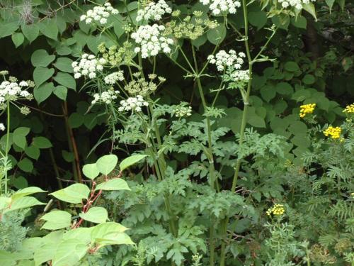 Berce commune(Heracleum sphondylium)_6