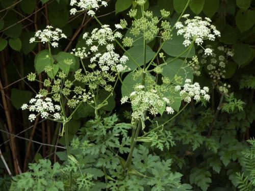 Berce commune(Heracleum sphondylium)_7