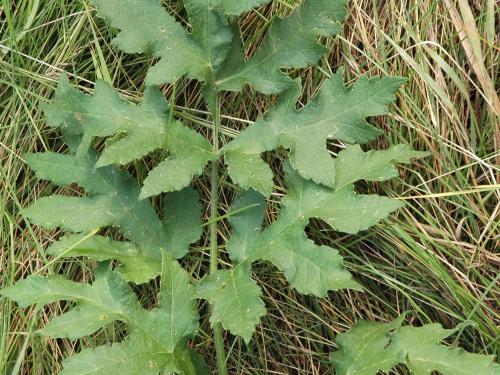 Berce commune(Heracleum sphondylium)_10