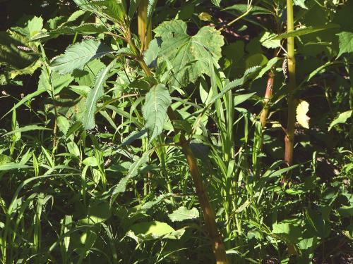 Impatiente glanduleuse (Impatiens glandulifera)_1