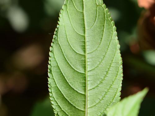 Impatiente glanduleuse (Impatiens glandulifera)_7