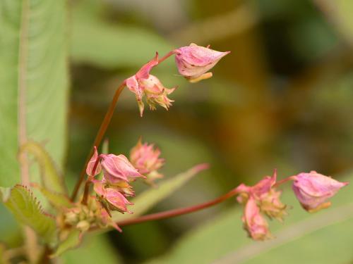 Impatiente glanduleuse (Impatiens glandulifera)_20