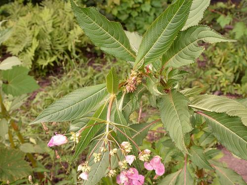 Impatiente glanduleuse (Impatiens glandulifera)_27