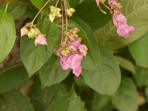 Impatiente glanduleuse (Impatiens glandulifera)_33