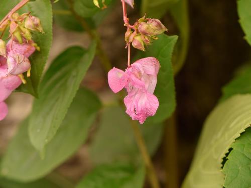 Impatiente glanduleuse (Impatiens glandulifera)_34