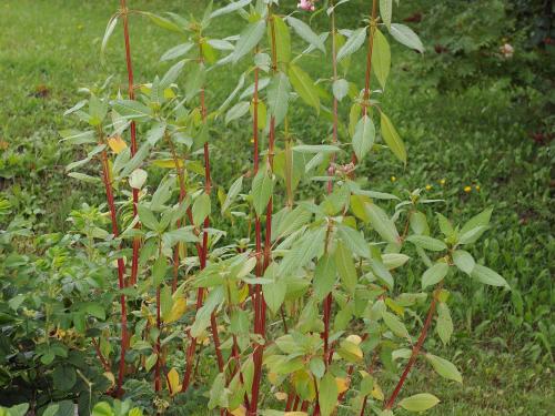 Impatiente glanduleuse (Impatiens glandulifera)_36