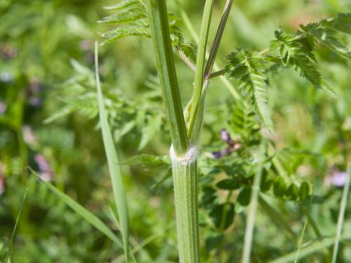 Anthrisque des bois(Anthriscus sylvestris)_3